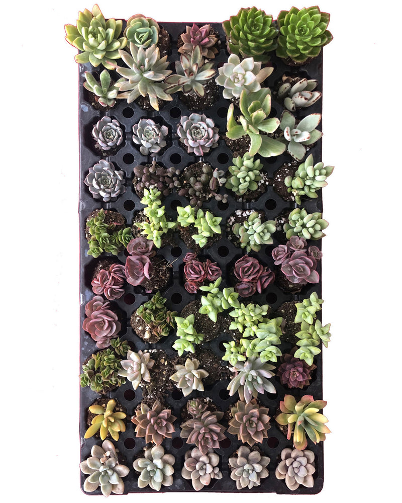 Baby Succulents Favors / Wholesale (2.5-3”)