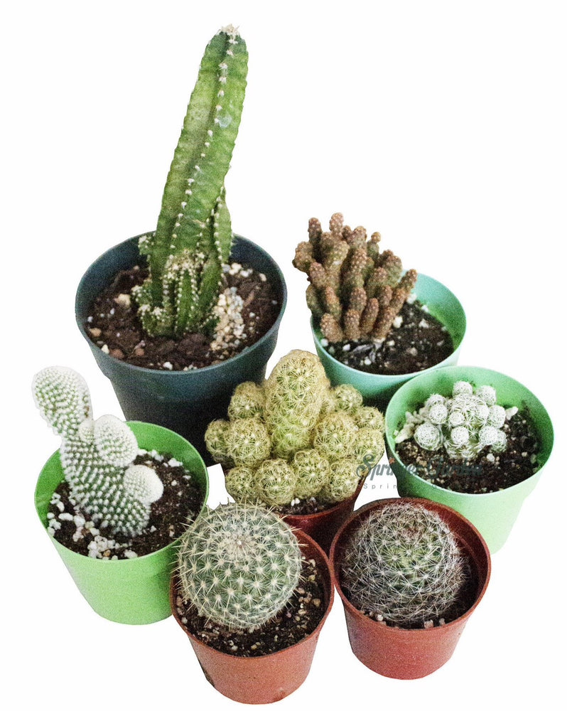 Cactus Wholesale Bundle