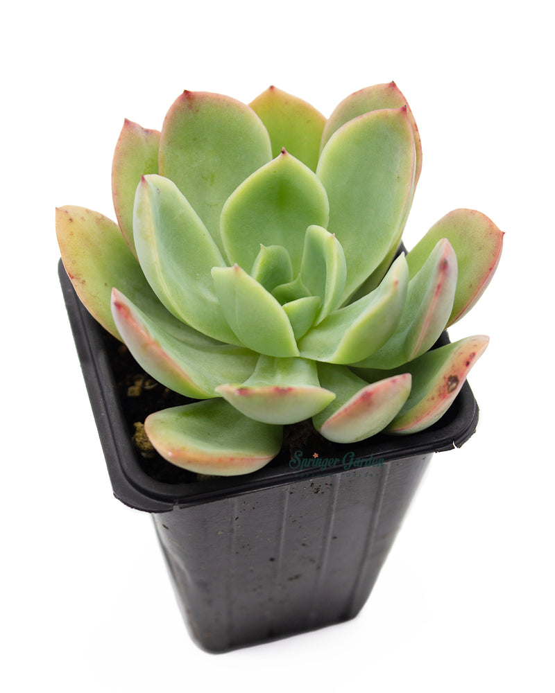 Echeveria sp.