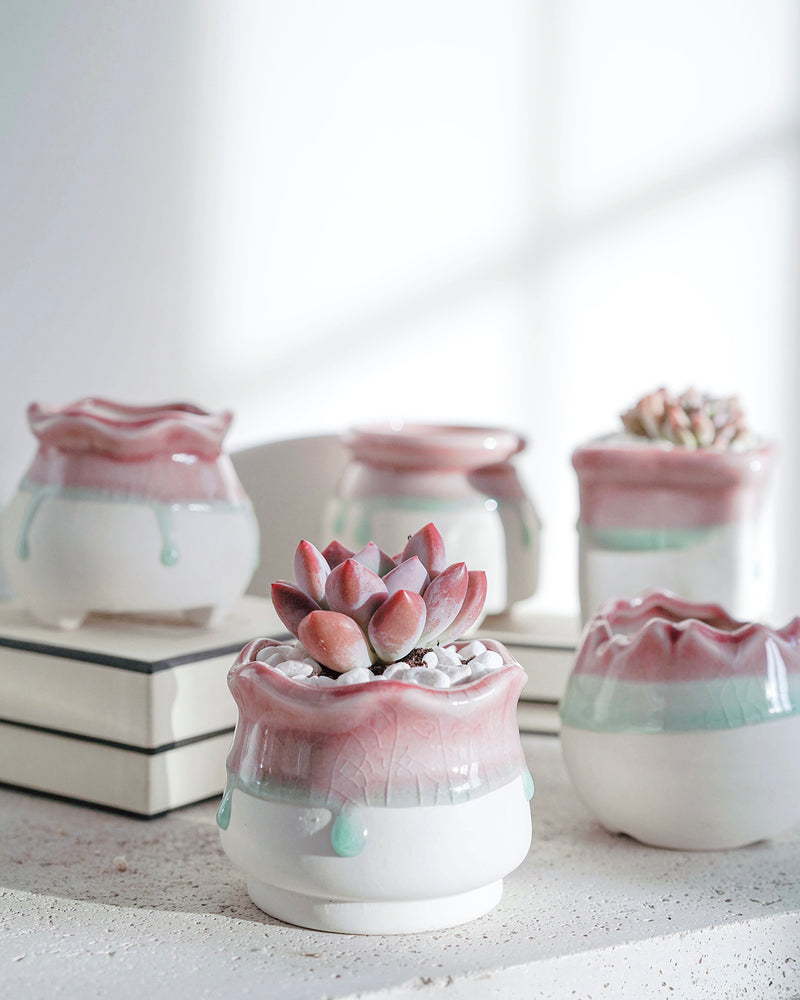 Pink Bun Planter Gift Set