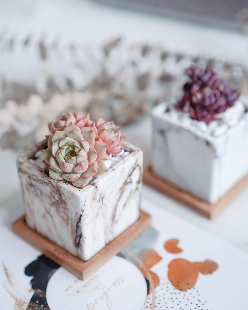 Marble Pattern Planter with Saucer Square