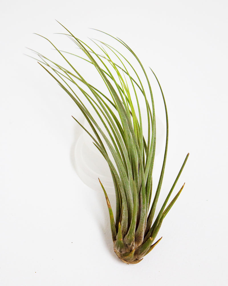 Juncea Air Plant