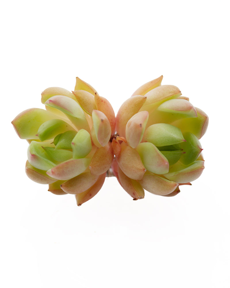 
                
                    Load image into Gallery viewer, Echeveria Pink Dragon
                
            