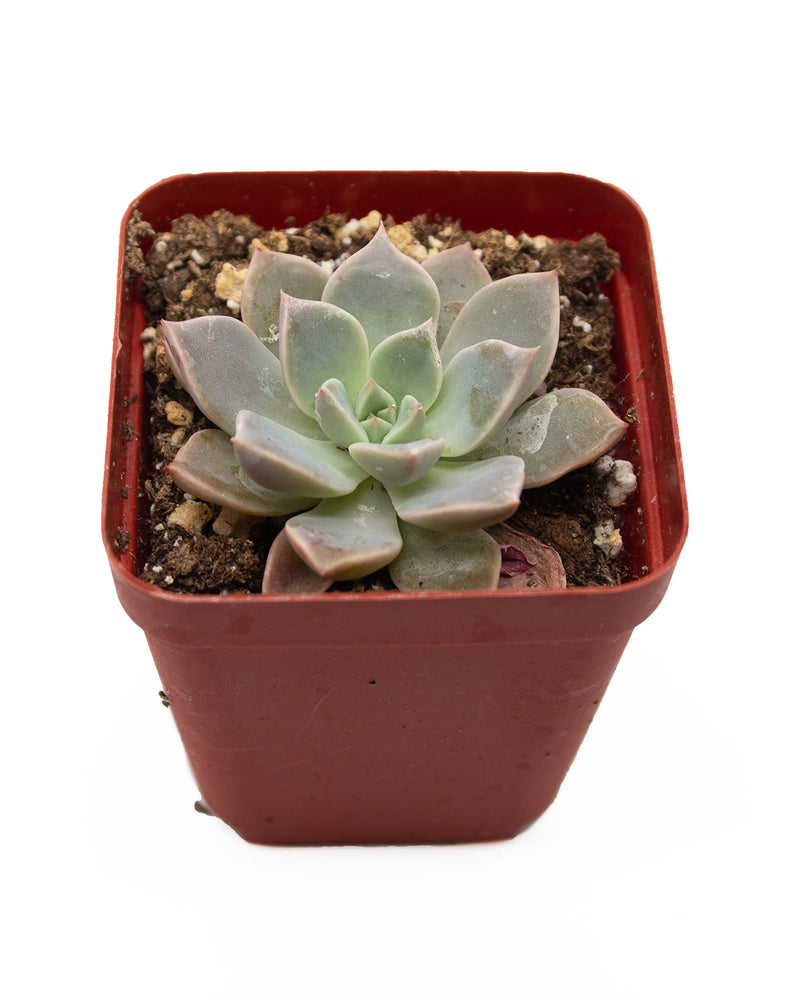 Echeveria sp.