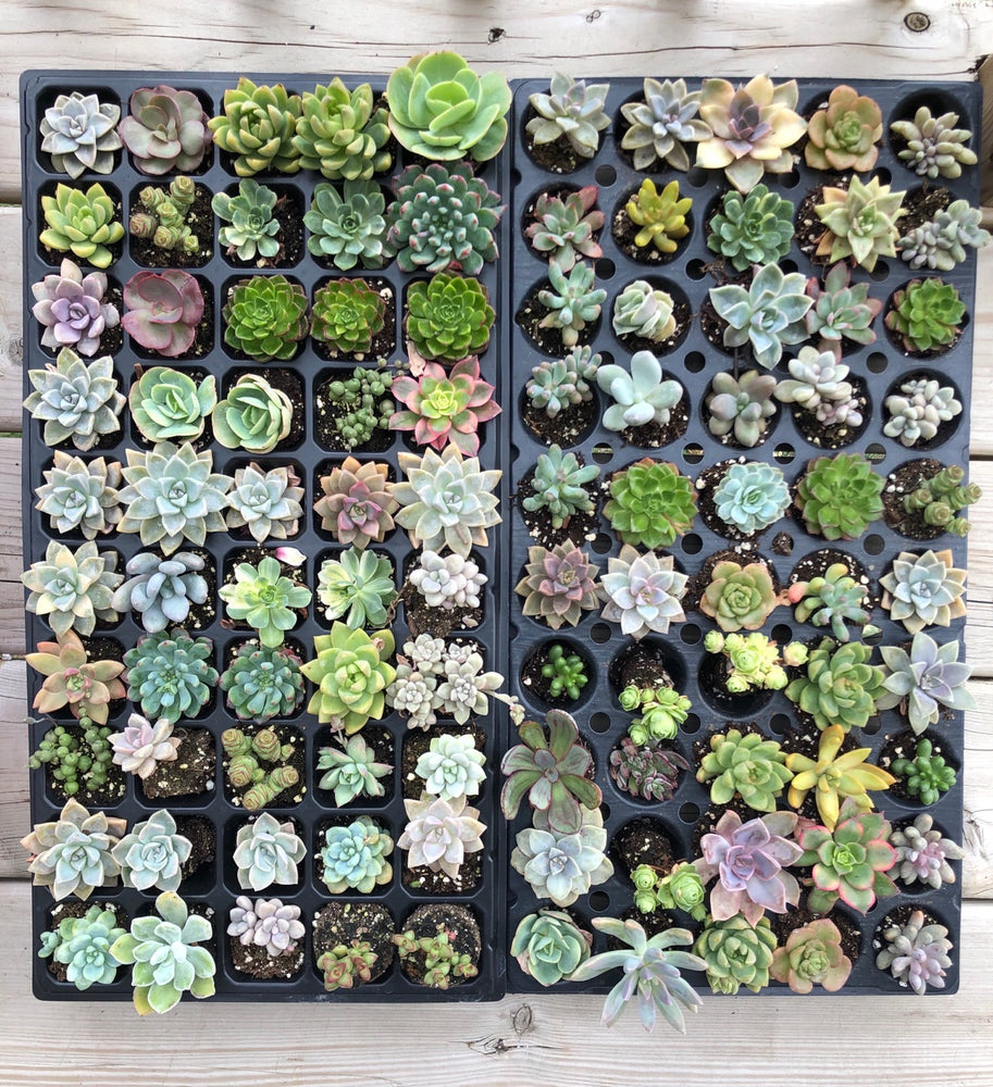 Baby Succulents Favors / Wholesale (2.5-3”)