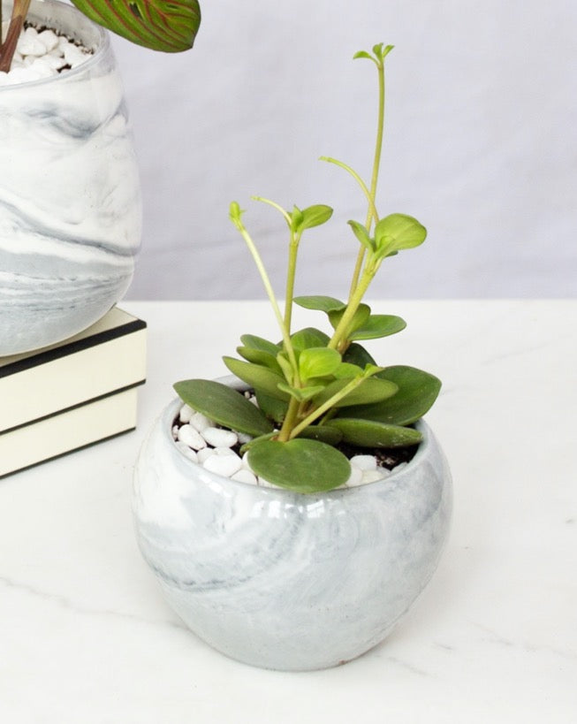 
                
                    Load image into Gallery viewer, Marble Texture Pot 3
                
            