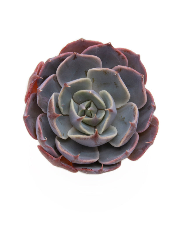 Echeveria Color Liner