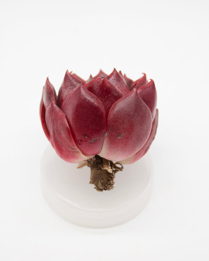 Echeveria Hades