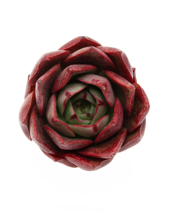 Echeveria Hades