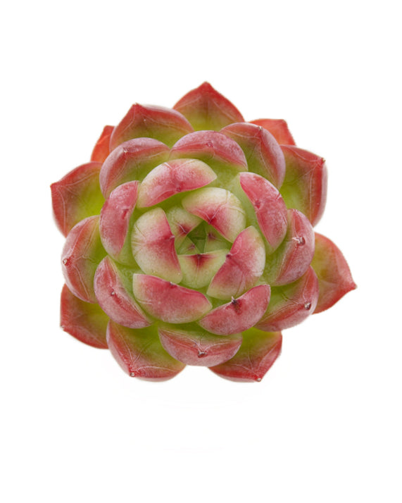 Echeveria Icoiris