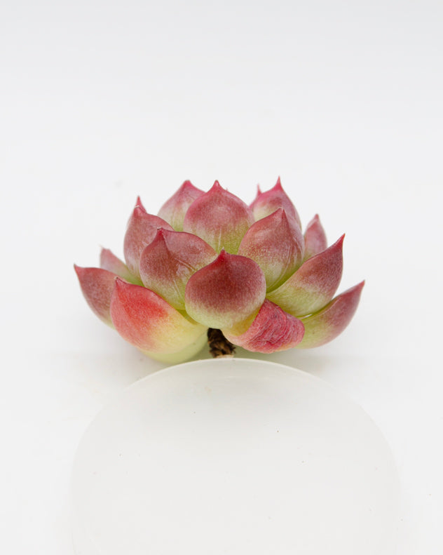 Echeveria Icoiris