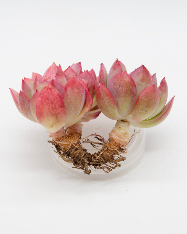 Echeveria Luella