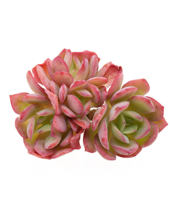 Echeveria Luella