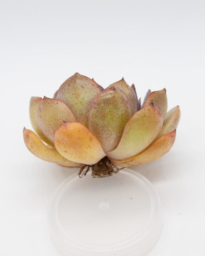 Echeveria Mirine