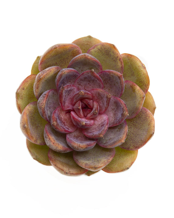 Echeveria Mirine