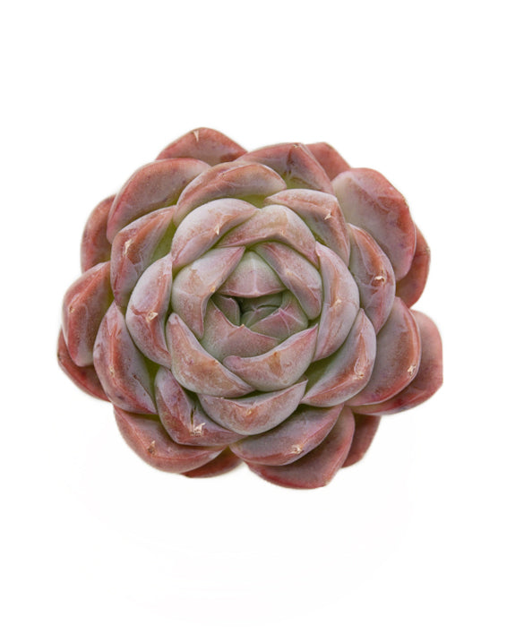 Echeveria Primera