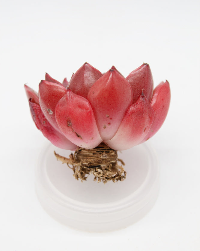 
                
                    Load image into Gallery viewer, Echeveria Rudolf
                
            