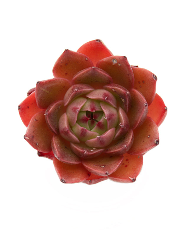 Echeveria Rudolf