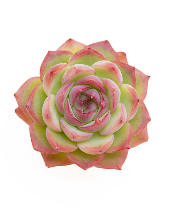 Echeveria Silhouette