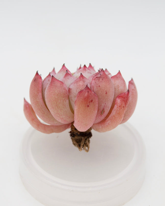 
                
                    Load image into Gallery viewer, Echeveria Zaragosa Edge
                
            