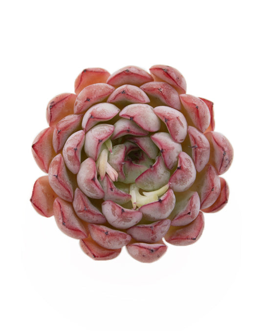 Echeveria Zaragosa Edge