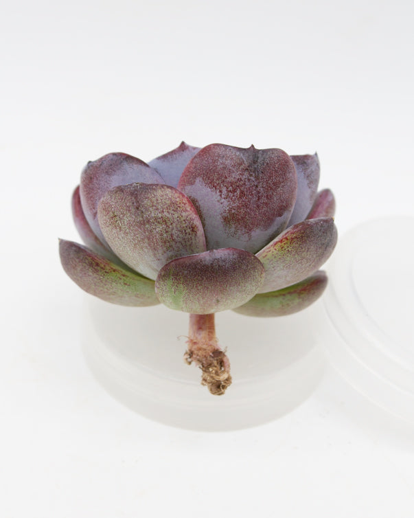 Echeveria Dark Opal