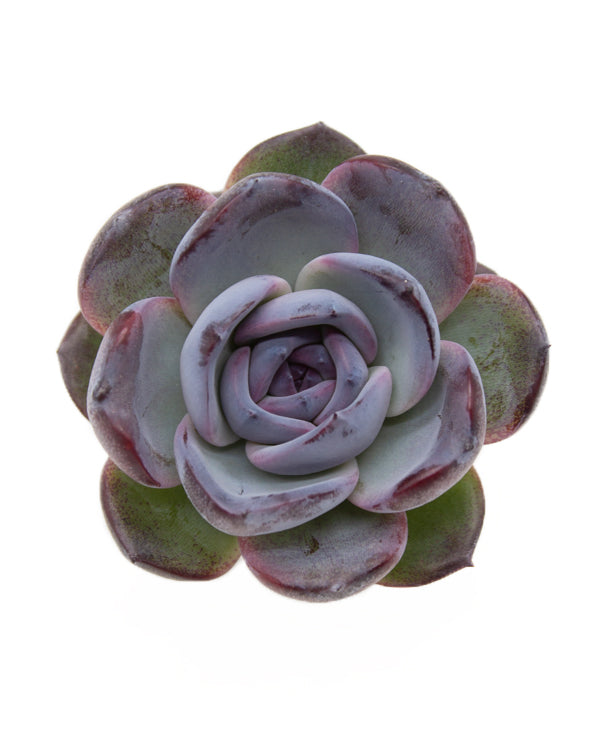 Echeveria Dark Opal