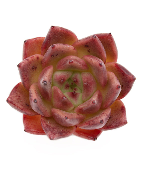 Echeveria Honey Pink