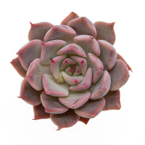 Echeveria Mexensis Zaragoza - Pink