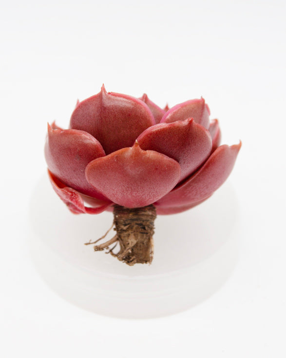 Echeveria Red Tan