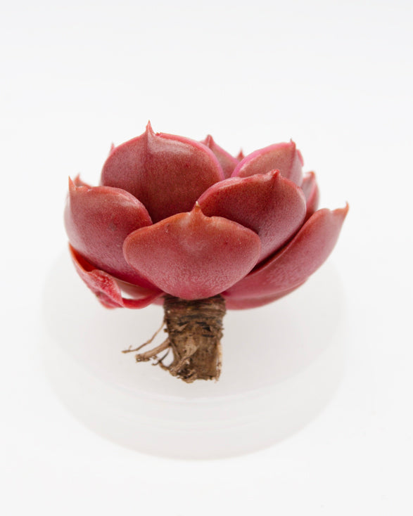 
                
                    Load image into Gallery viewer, Echeveria Red Tan
                
            