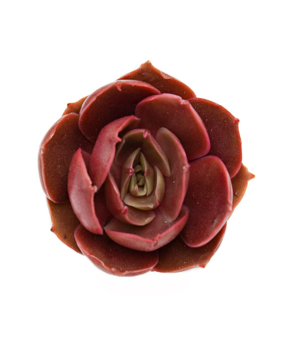 Echeveria Red Tan