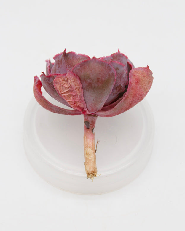 Echeveria Shaviana Madre del Sur