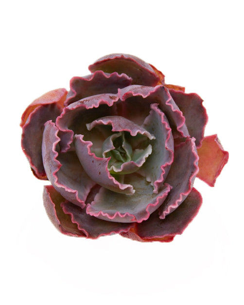 Echeveria Shaviana Madre del Sur