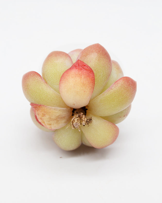 Echeveria Star Mark
