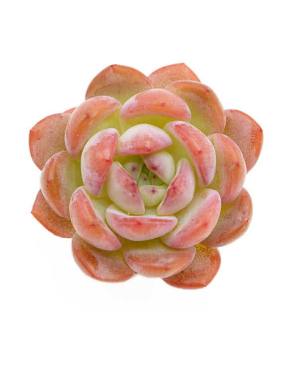 Echeveria Star Mark