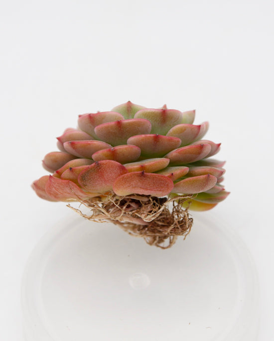 Echeveria Sugar Baby