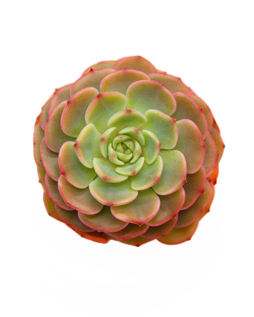 Echeveria Sugar Baby