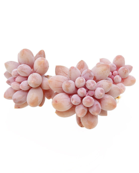 
                
                    Load image into Gallery viewer, Pachyphytum Machucae(Baby finger)
                
            