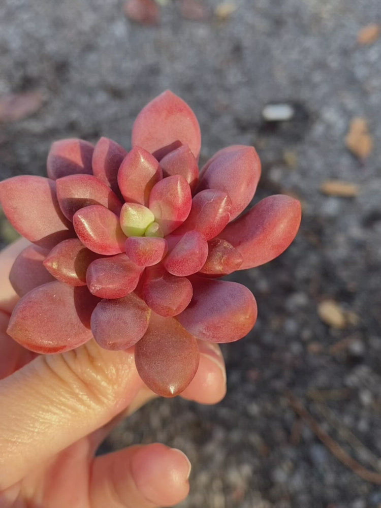 
                
                    Load and play video in Gallery viewer, Echeveria Avant-Garde Toronto&amp;#39;s 5-star Bestseller nursery store selected local &amp;amp; Korean rare succulents; houseplants, indoor plants, selected handmade planters with a drainage hole, pots, bonsai pots, produced by ourselves, wholesale.
                
            