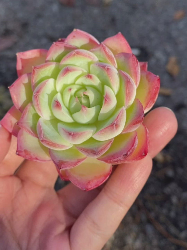 
                
                    Load and play video in Gallery viewer, Echeveria Pink Crystal
                
            