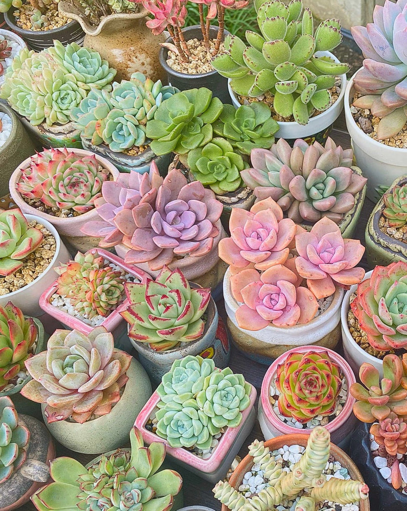 Korean Succulents Subscription