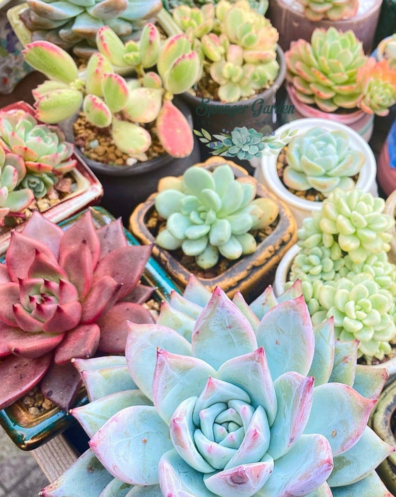 
                
                    Load image into Gallery viewer, Korean Succulents Subscription
                
            