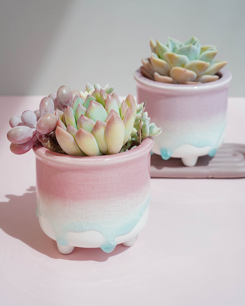 
                
                    Load image into Gallery viewer, Succulent Assortment with Dripping Texture Planters
                
            