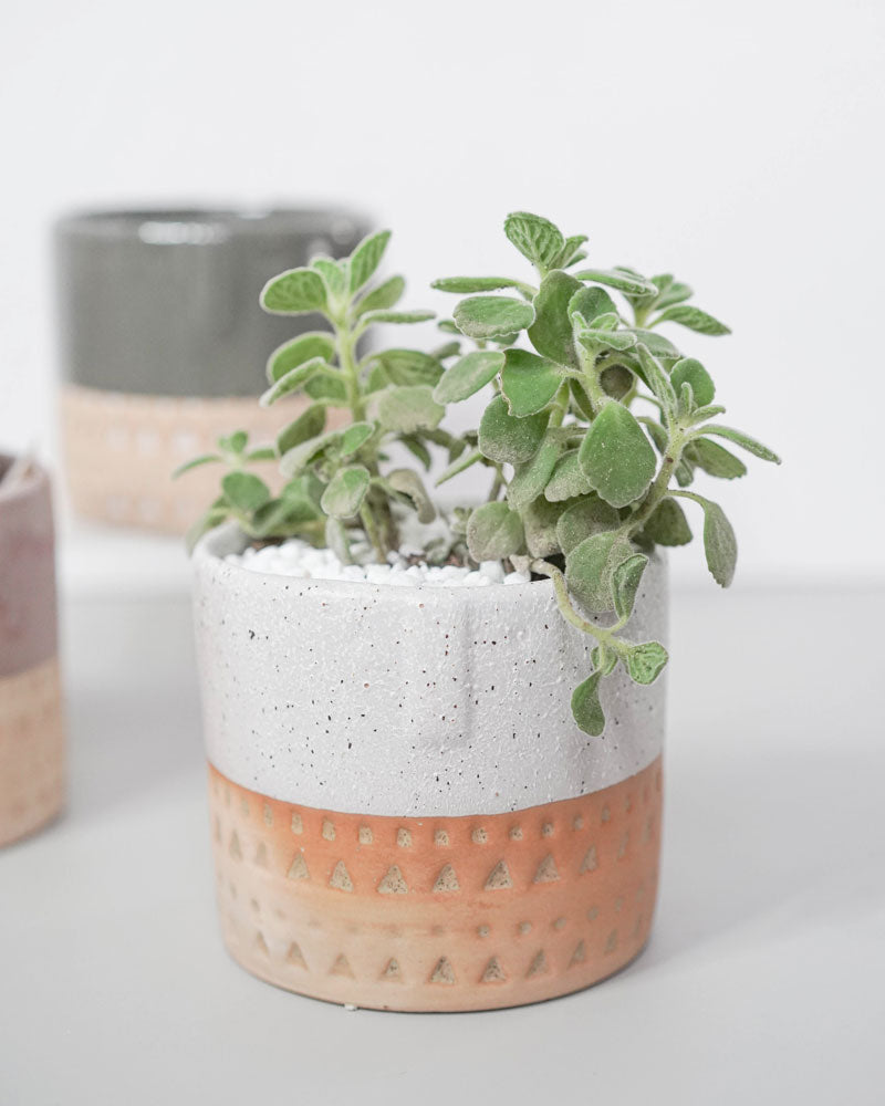 Haystacks Planter with Face