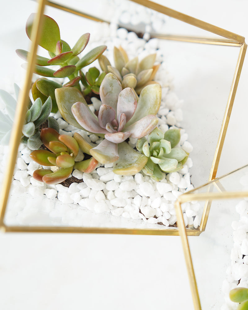 DIY Succulents Terrarium Kit - Geometric Cube