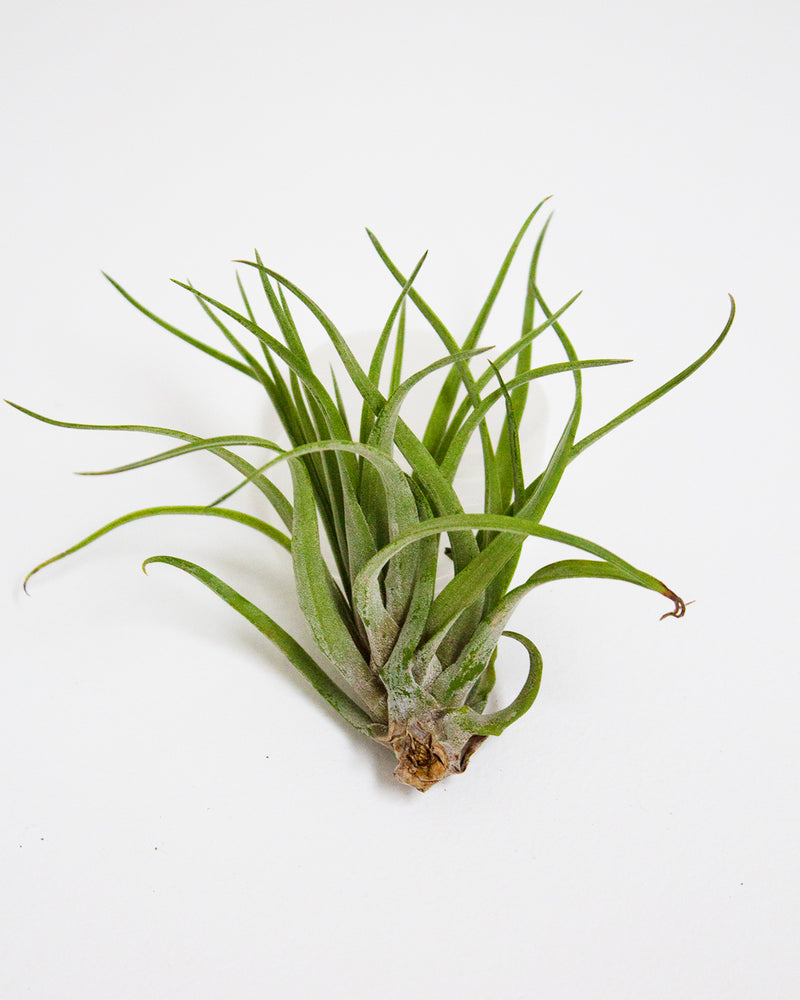 Brachycaulus var. Abdita Air Plant