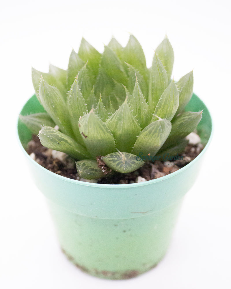 Haworthia All Type