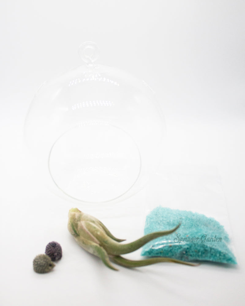 DIY Airplant Terrarium Kit - Hanging Globe