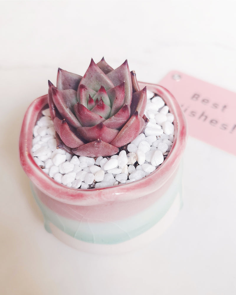 Pink Bun Planter Gift Set